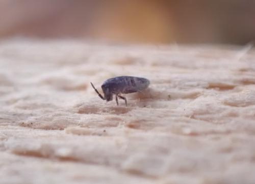 Lepidocyrtus curvicollis